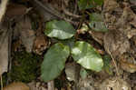 Trailing arbutus